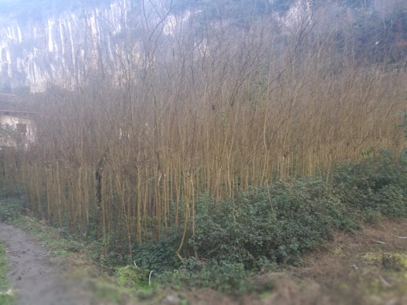 紫薇，价格便宜，质量好