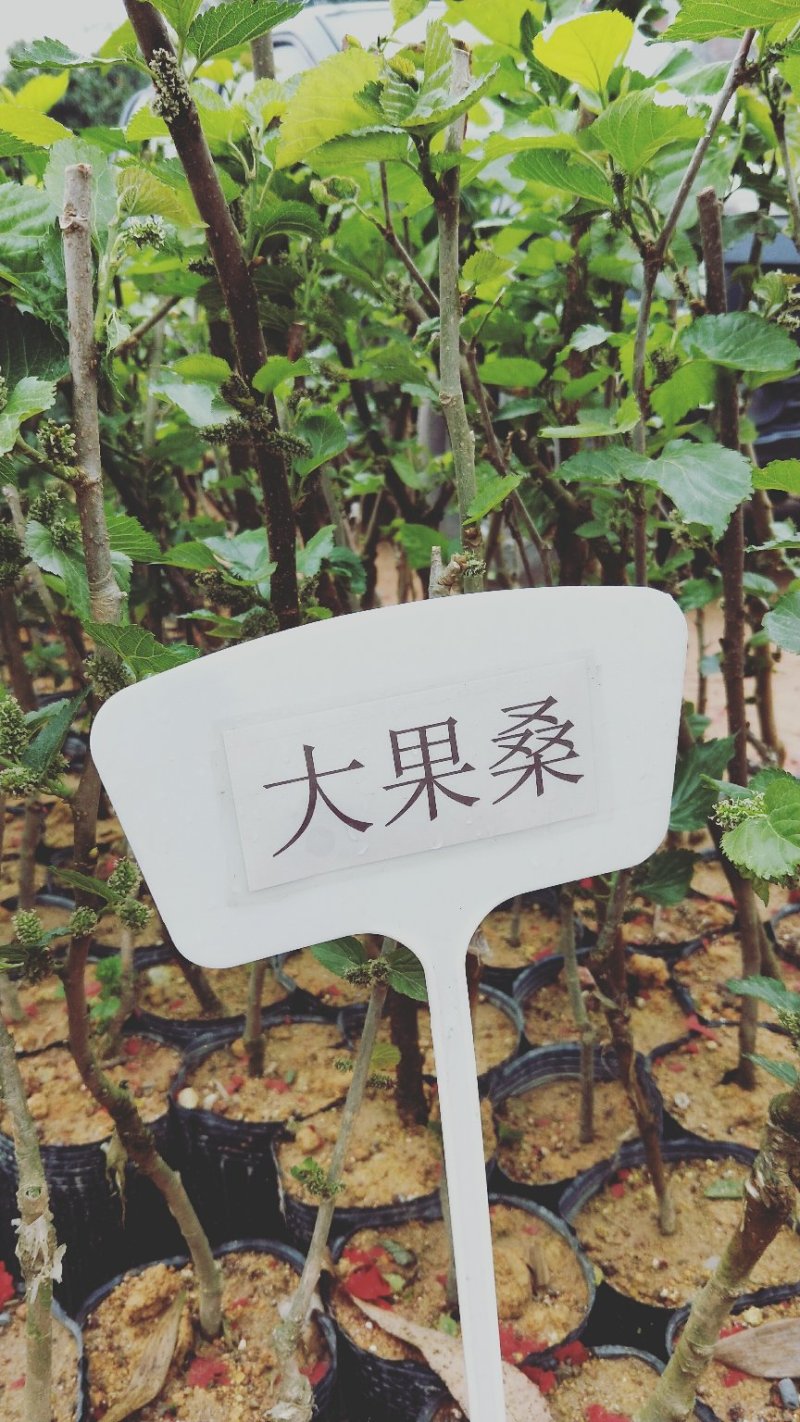 热卖特价包邮大果桑苗长果桑苗桑树苗