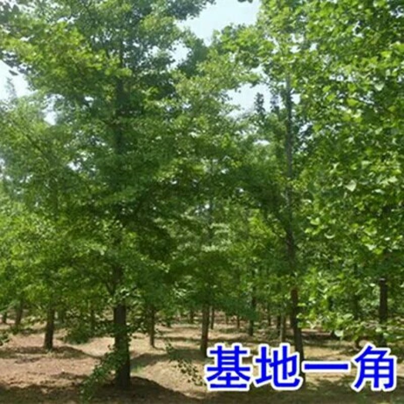 银杏树银杏树占地拆迁白果行道景观园林绿化银杏树