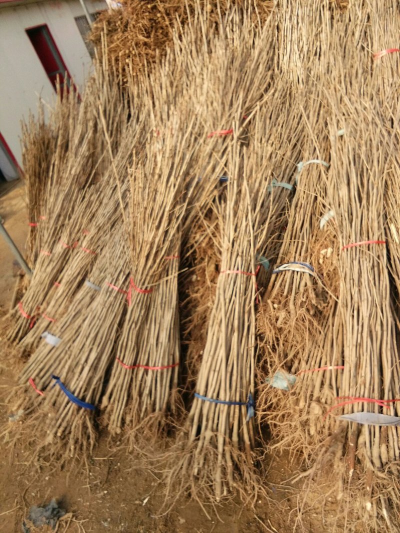 银杏树银杏树占地拆迁白果行道景观园林绿化银杏树