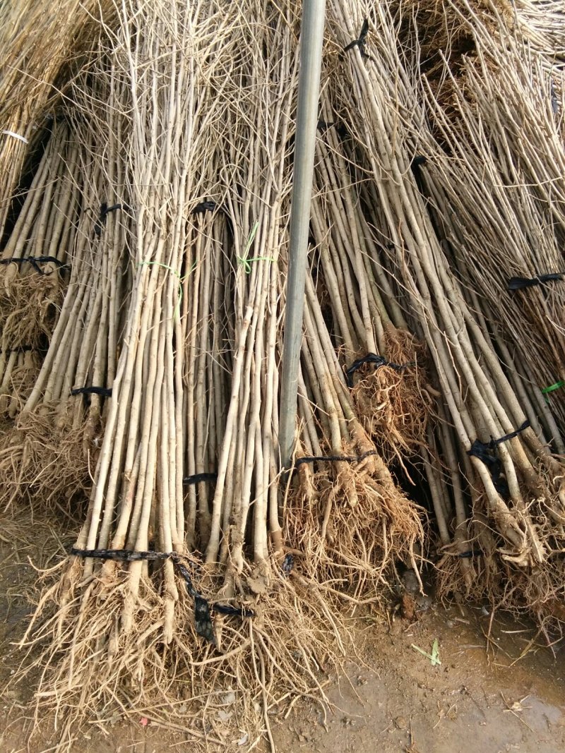 银杏苗银杏树苗活苗占地拆迁白果行道景观园林绿化小树苗木