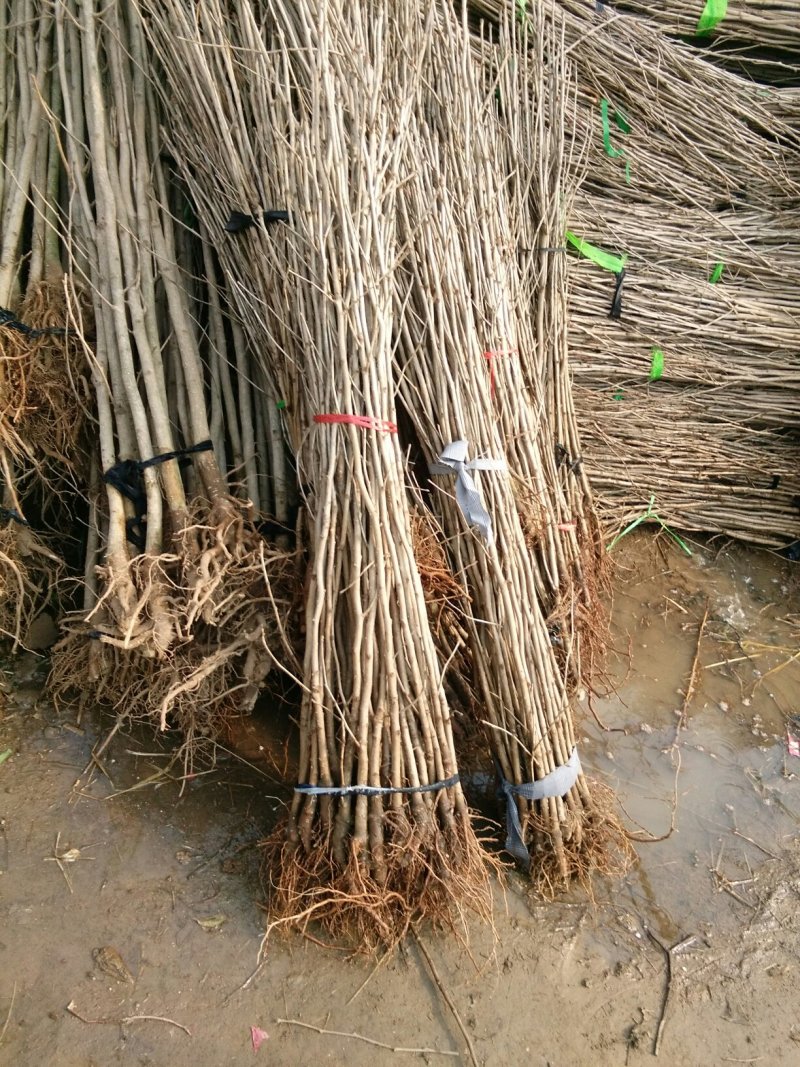 银杏苗银杏树苗活苗占地拆迁白果行道景观园林绿化小树苗木