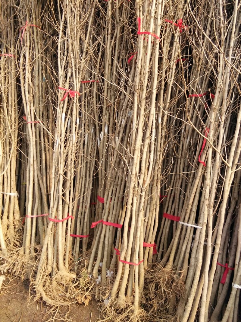 银杏苗银杏树苗活苗占地拆迁白果行道景观园林绿化小树苗木
