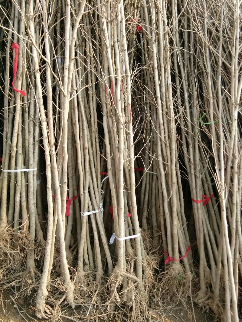 银杏苗银杏树苗活苗占地拆迁白果行道景观园林绿化小树苗木