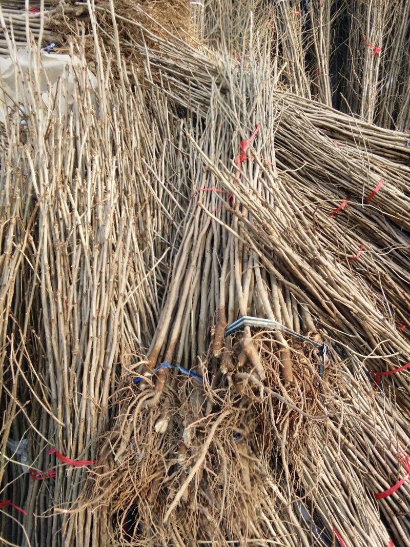 银杏苗银杏树苗活苗占地拆迁白果行道景观园林绿化小树苗木