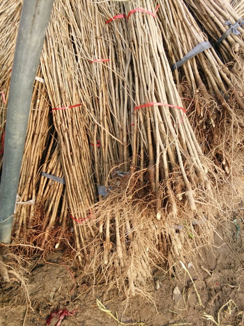 银杏苗银杏树苗活苗占地拆迁白果行道景观园林绿化小树苗木