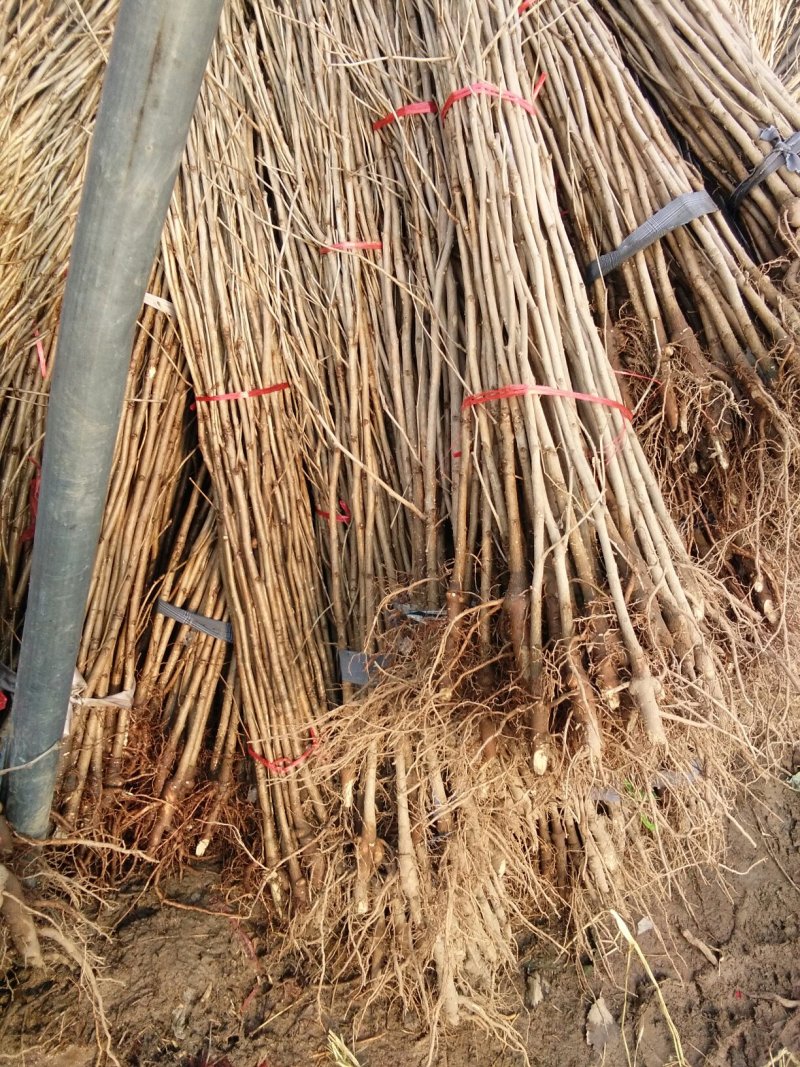 银杏苗银杏树苗活苗占地拆迁白果行道景观园林绿化小树苗木