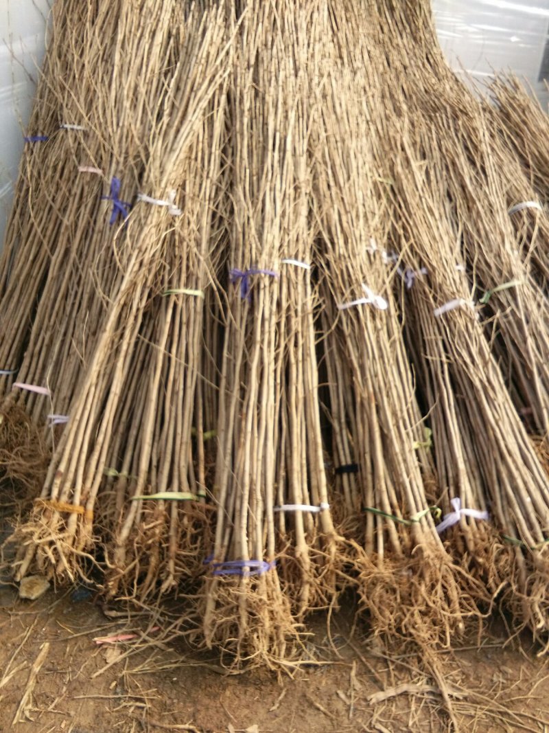 银杏苗银杏树苗活苗占地拆迁白果行道景观园林绿化小树苗木
