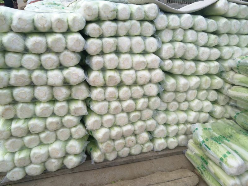 北京三号白菜大量供应北京三号白菜净菜标准