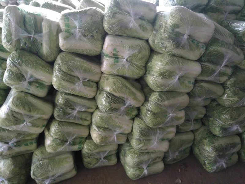 北京三号白菜大量供应北京三号白菜净菜标准