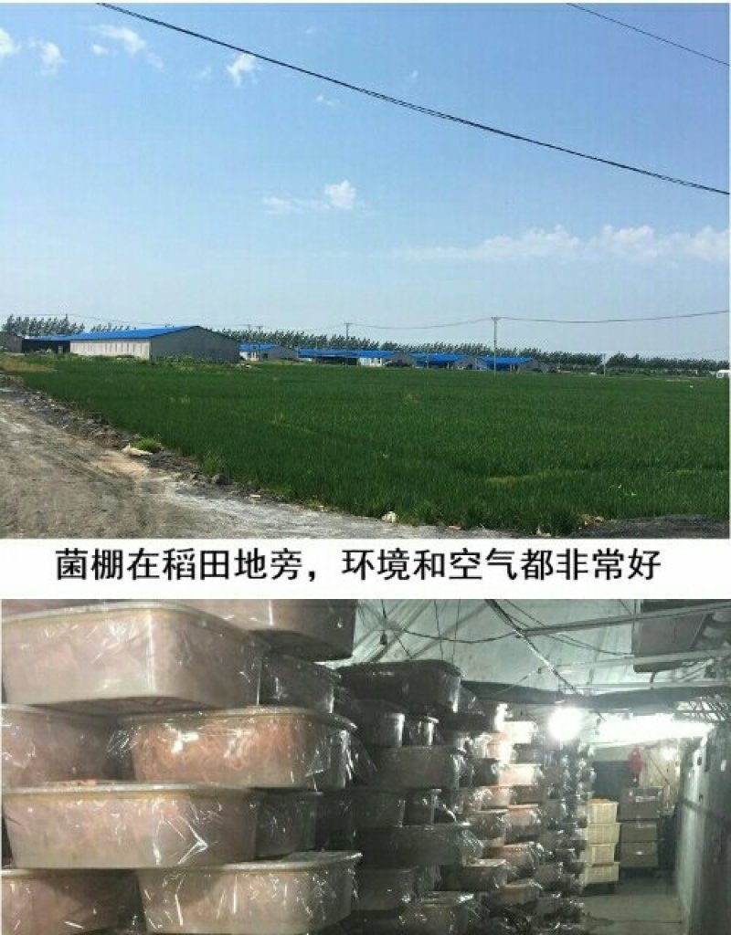 孢子头排草虫草花干货北虫草蛹虫草金虫草干菌子食用菌菌菇！