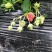 有机蔬菜草莓