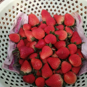 有机蔬菜草莓