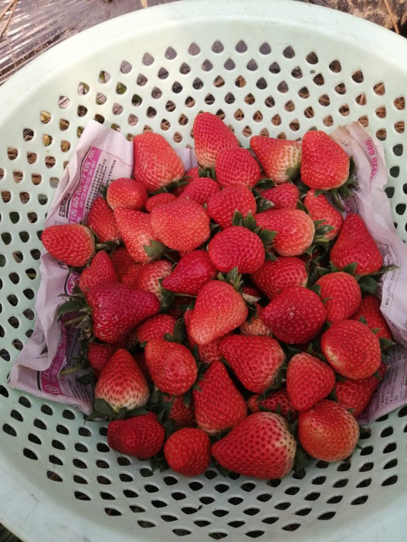 有机蔬菜草莓