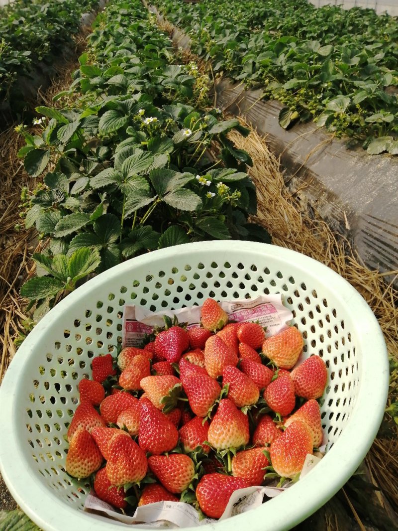 有机蔬菜草莓