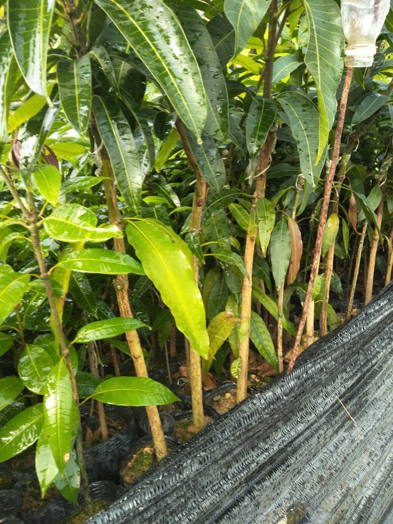 金煌芒果树苗自育自销(正宗嫁接15X18营养杯)常年可栽