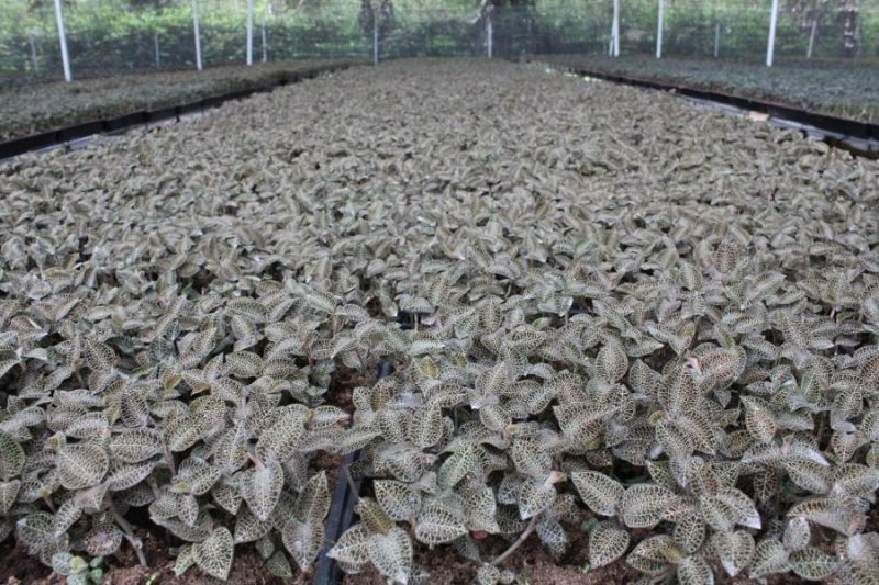 金线莲种子发芽率95%以上货到付款免费提供种植技术