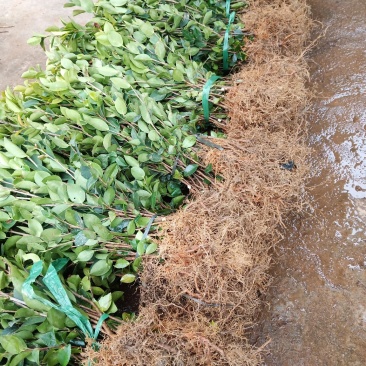 油茶苗30-80公分高苗子健壮根系好两年嫁接苗