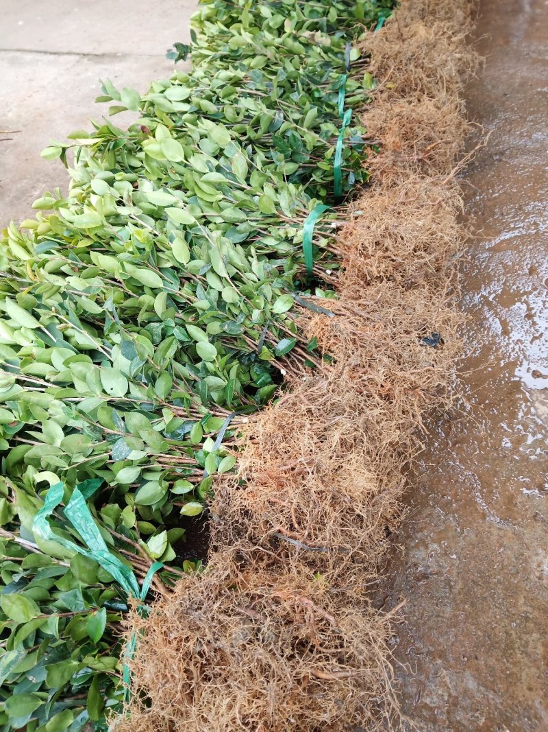 油茶苗30-80公分高苗子健壮根系好两年嫁接苗
