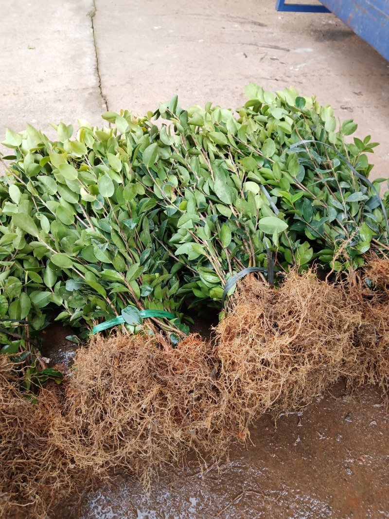 油茶苗30-80公分高苗子健壮根系好两年嫁接苗