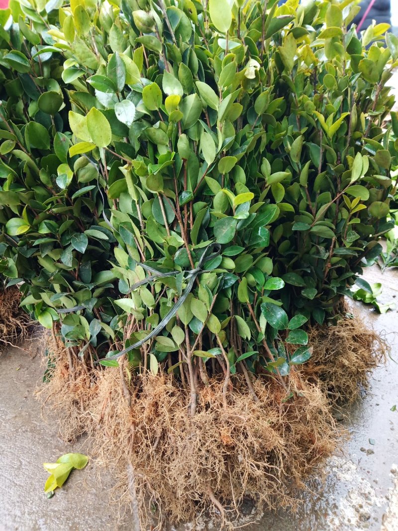 油茶苗30-80公分高苗子健壮根系好两年嫁接苗