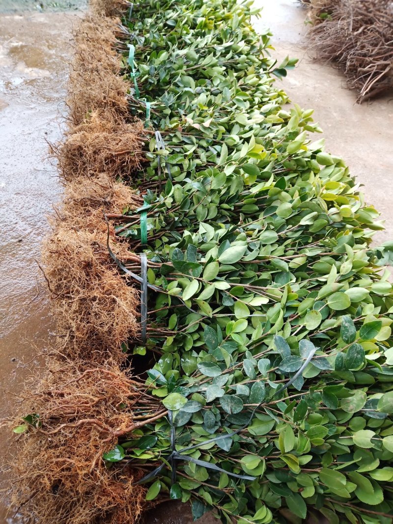 油茶苗30-80公分高苗子健壮根系好两年嫁接苗