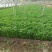 茼蒿