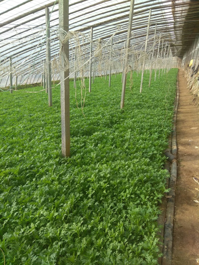 茼蒿