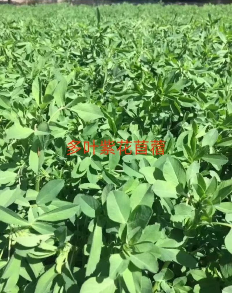 紫花苜蓿牧草种子批发厂家直销质量好各种牧草种子批发