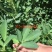 紫花苜蓿牧草种子批发厂家直销质量好各种牧草种子批发