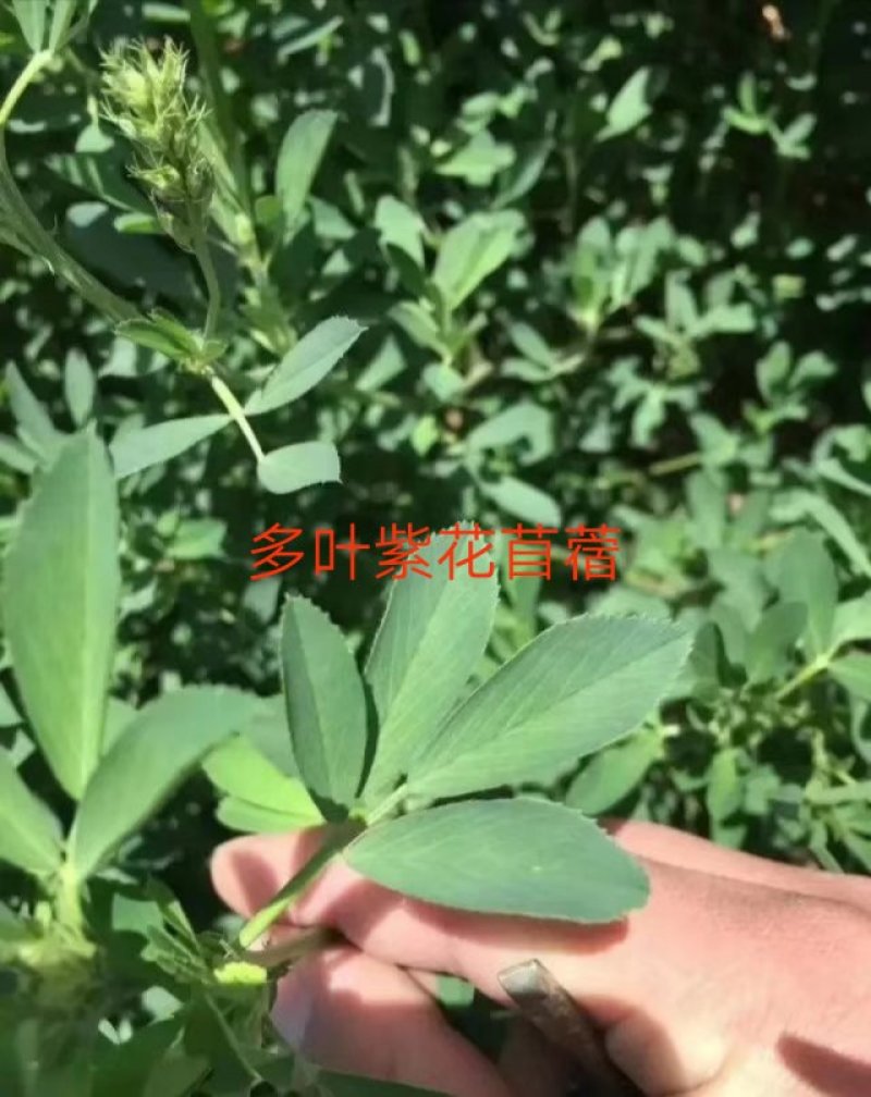 紫花苜蓿牧草种子批发厂家直销质量好各种牧草种子批发