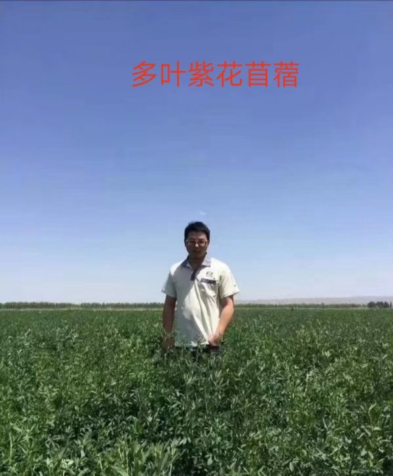 紫花苜蓿牧草种子批发厂家直销质量好各种牧草种子批发