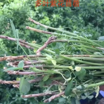 紫花苜蓿牧草种子批发厂家直销质量好各种牧草种子批发