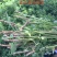 紫花苜蓿牧草种子批发厂家直销质量好各种牧草种子批发