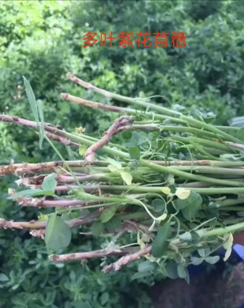 紫花苜蓿牧草种子批发厂家直销质量好各种牧草种子批发