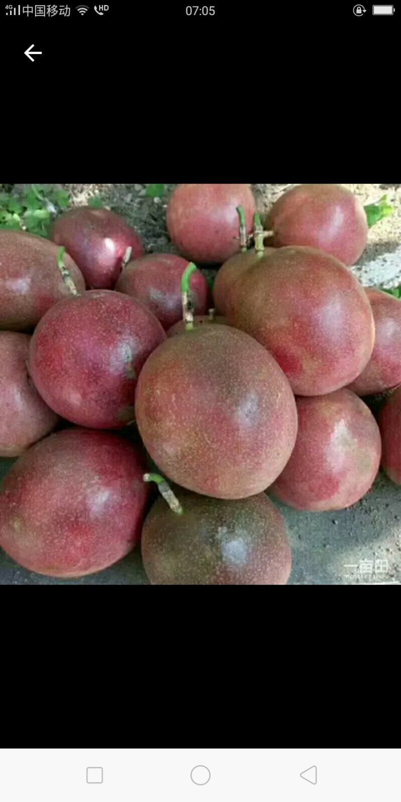 百香果