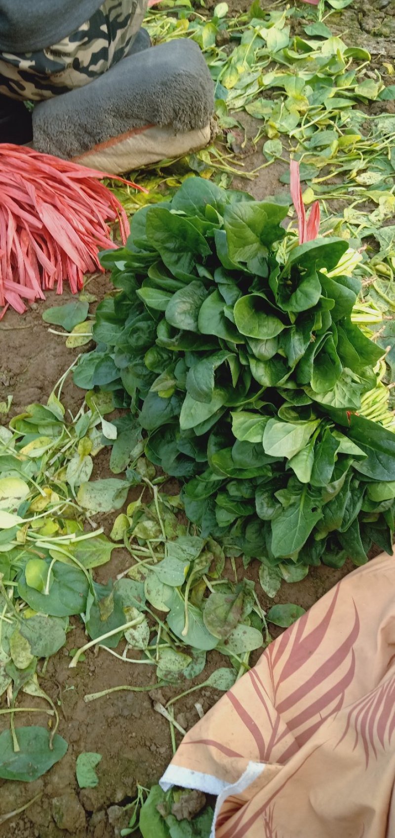 河北菠菜大叶，诚信经营，专业产地代收带办