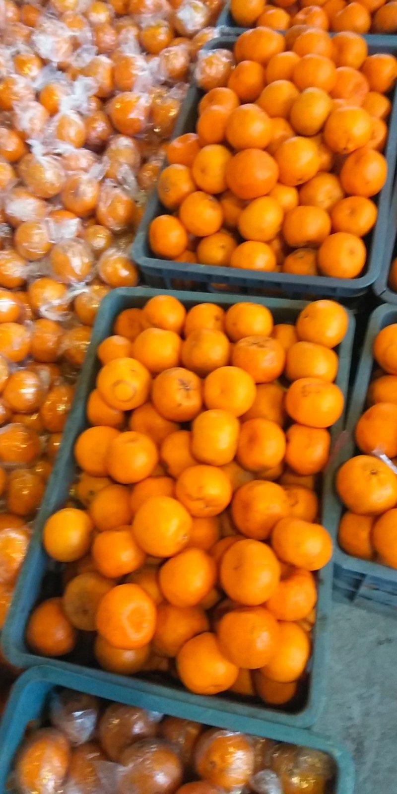 四川精品椪柑，大量上市，诚信经营，一手货源，欢迎选购