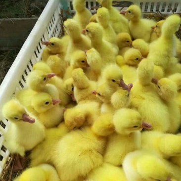 生态养殖