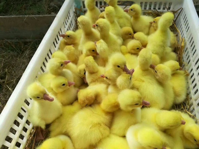 生态养殖