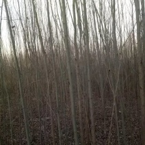 毛白杨