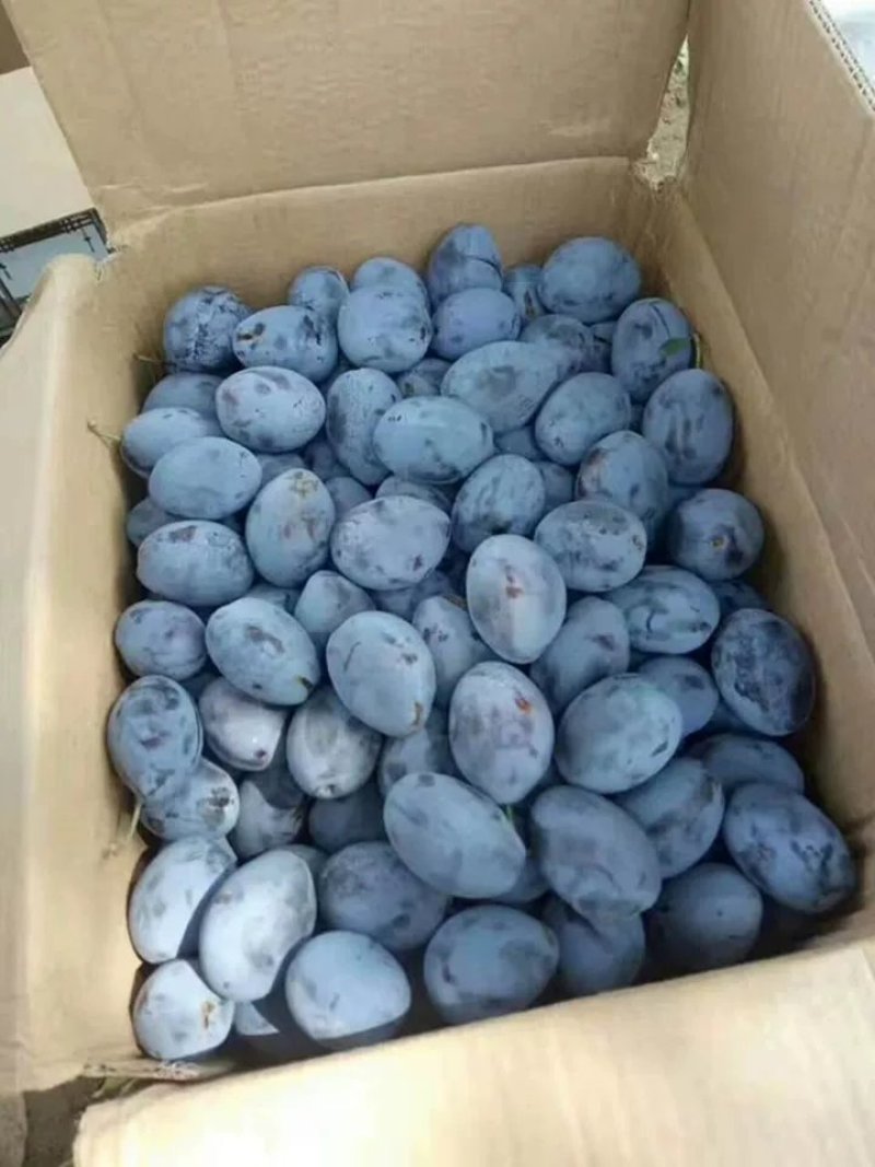 西梅苗，包成活，包结果，量大可签合同。