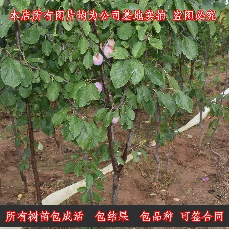 西梅苗，包成活，包结果，量大可签合同。