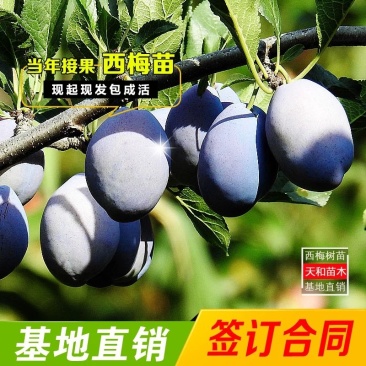西梅苗,包成活,包结果,量大可签合同。