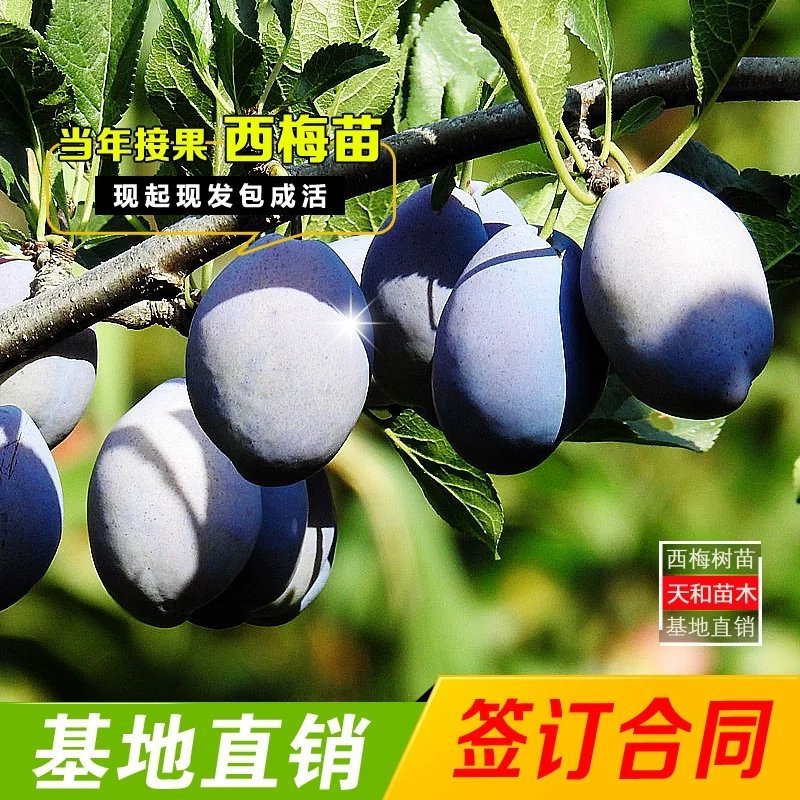 西梅苗，包成活，包结果，量大可签合同。
