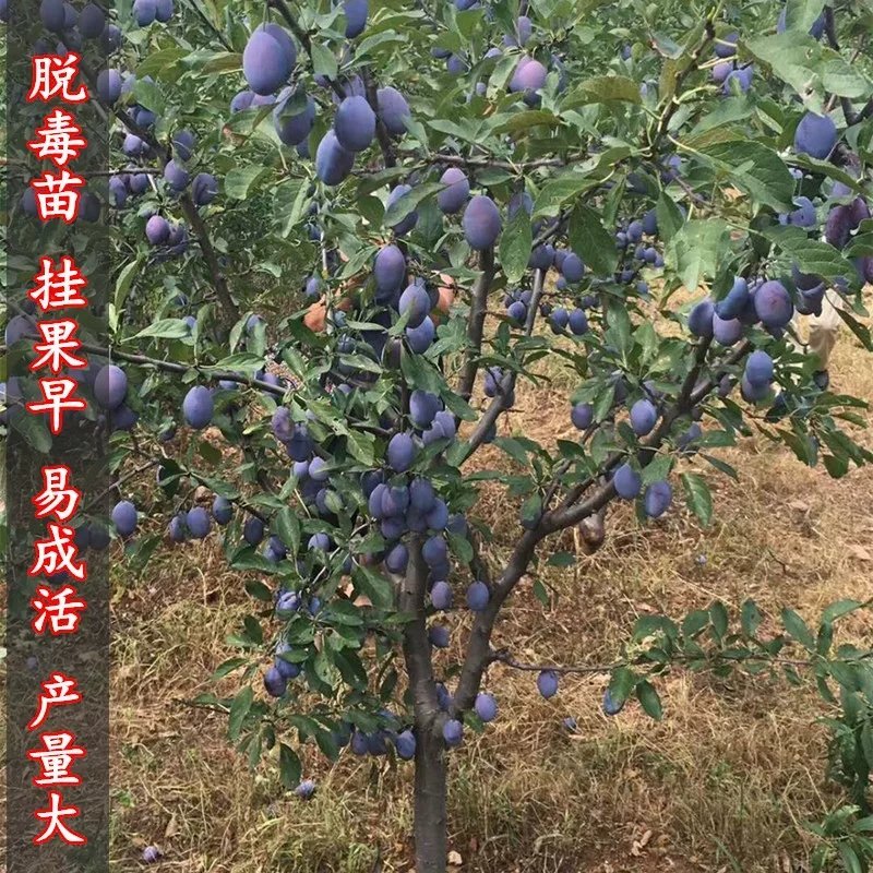 西梅苗，包成活，包结果，量大可签合同。