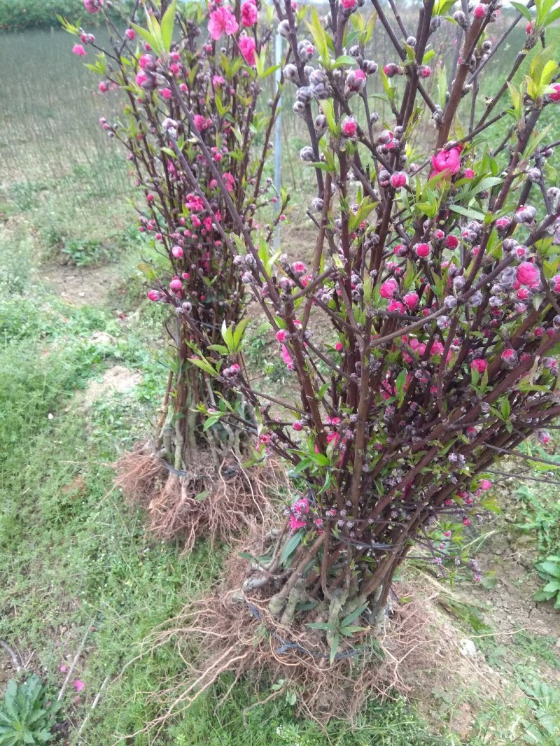 桃花树苗，包正宗，假一赔十，提供免费种植技术