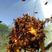 葫芦蜂王黄盾王标准蜂群野生蜜