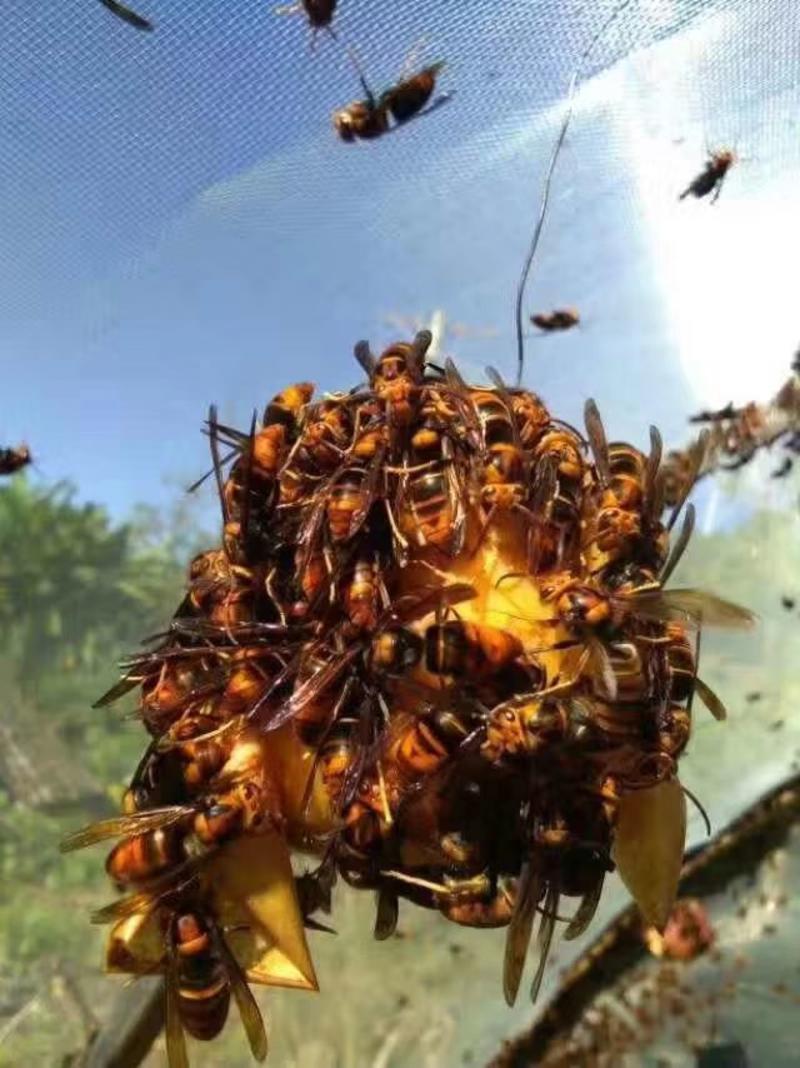 葫芦蜂王黄盾王标准蜂群野生蜜