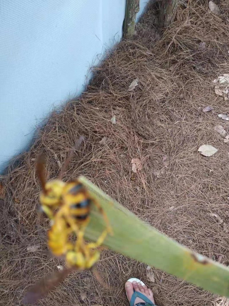 葫芦蜂王黄盾王标准蜂群野生蜜